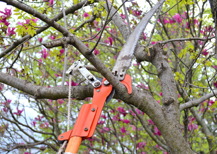 tree trimming services by Ashton Tree & Landscape Service