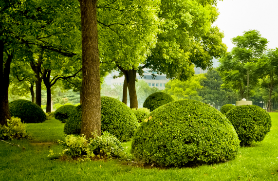 Tree And Landscape Services | Ashton Tree Service | Livonia, MI - iStock-155153880