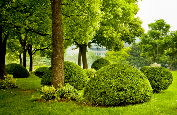 professional tree services in Livonia, MI