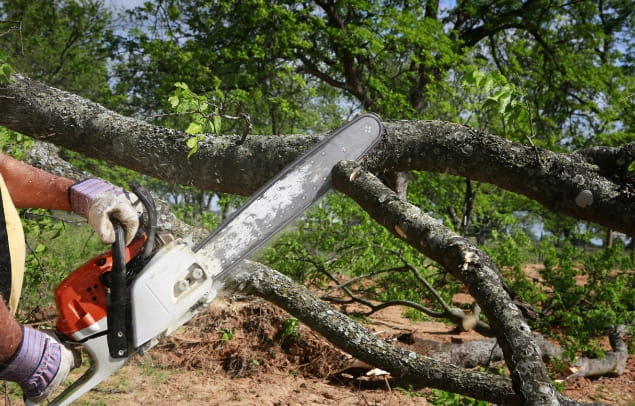 tree removal services in Livonia, MI